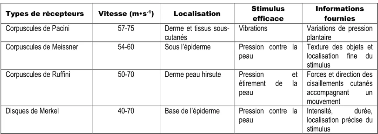 Tableau 3 : Récepteurs sensitifs cutanés du pied. 