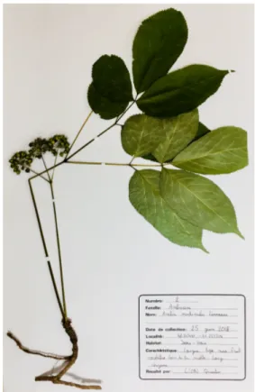 Figure 3 - Aralia nudicaulis L. - Louis-Marie  Herbarium, Université de Laval (Québec, Canada) 