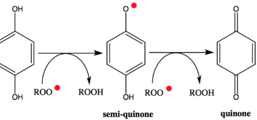 Figure 7 - Mécanisme antioxydant des composés phénoliques 