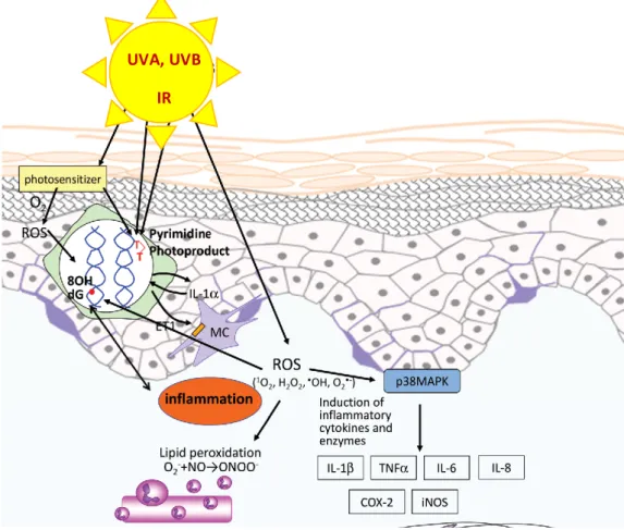 Figure 8 - Voies de signalisation induites par les irradiations solaires sur la peau 