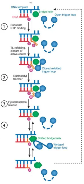 Figure 1.2 Schématisation du modèle représentant  le  cycle  de  l'addition  des  nucléotides  à  l'ARN  naissant par l'ARNPII et de sa translocation