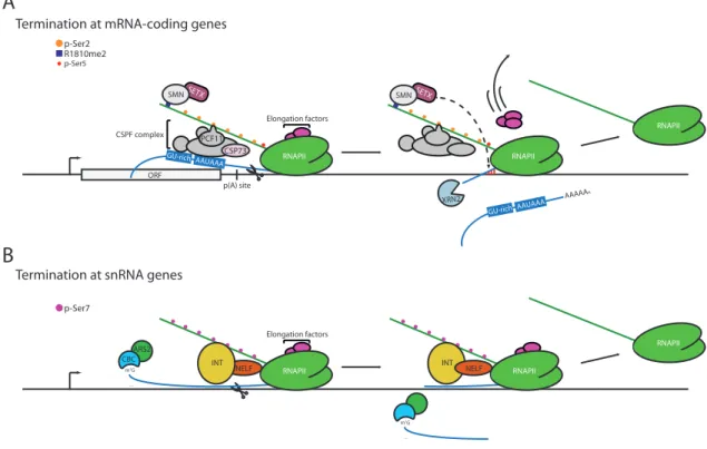 Figure  1.8  Schématisation  des  mécanismes  de  terminaison  transcriptionnelle  chez  les  mammifères