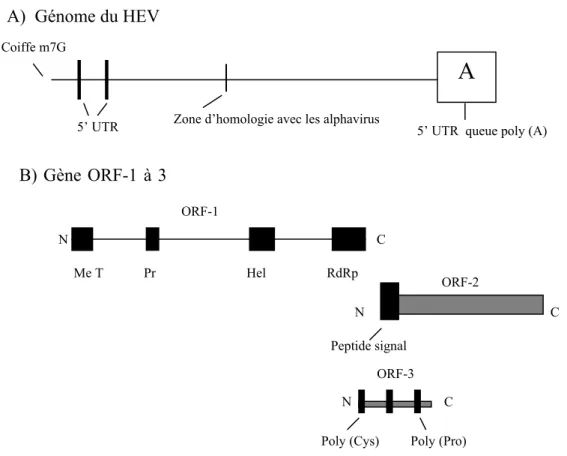Figure 1 : Organisation génomique du VHE. 