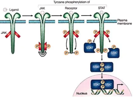 Figure 1.3. Activation de la voie de signalisation JakISTAT en réponse aux cytokines (tiré de Levy et Darnell, 2002)