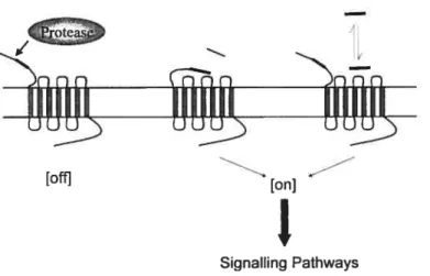 Figure 1.7. Activation par clivage protéolytique des récepteurs PARs (tiré de Macfarlane et al., 2001)