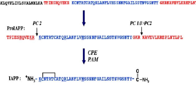 Figure 9 : Modifications post-translationnelles menant à la fome mature de l’hIAPP.  