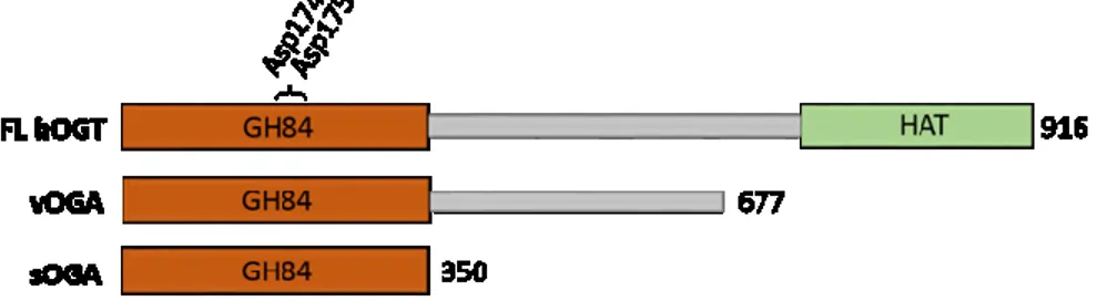 Figure  6.  Schématisation  des  3  isoformes  humaines  de  l’O-GlcNAcase  (OGA)  codées  par  le  chromosome  10