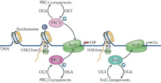Figure 8. Régulation de la fonction des protéines polycombs et trithorax par l’O-GlcNAcylation
