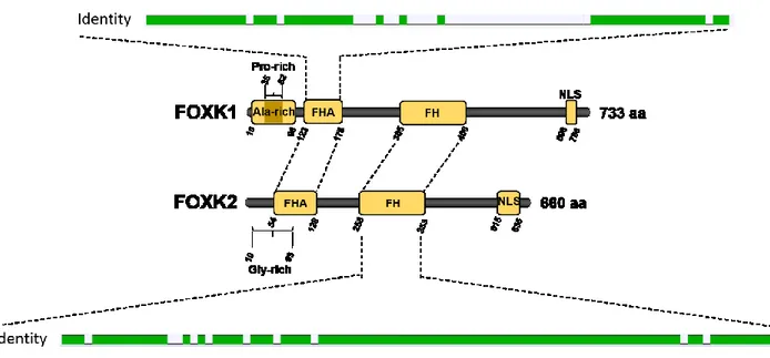 Figure  10.  Représentation  schématique  des  domaines  de  FOXK1  et  FOXK2  humains