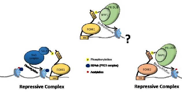 Figure 11.  Exemples de régulation transcriptionnelle répressive par l’association de FOXK1 et  FOXK2 avec certains complexes