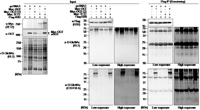 Figure  12.  Undetectable  Histone  O-GlcNAcylation  following  OGT  and  TET2  overexpression