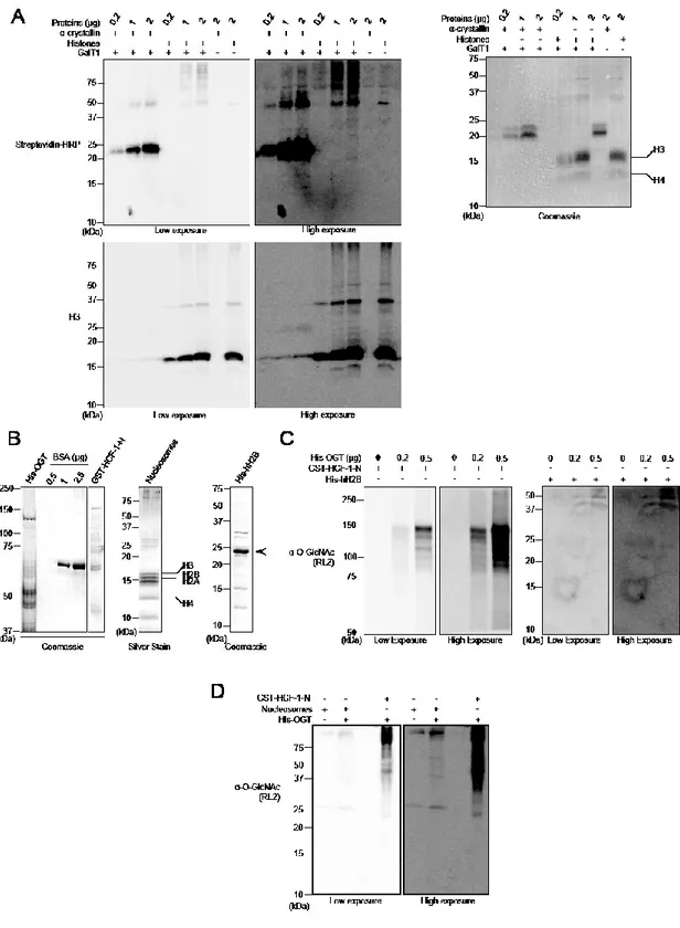 Figure  18. Histones  are  not  modified  by  Click-it  biotin-alkyl  chemistry  or  by  in  vitro  OGT-mediated  O- O-GlcNAcylation