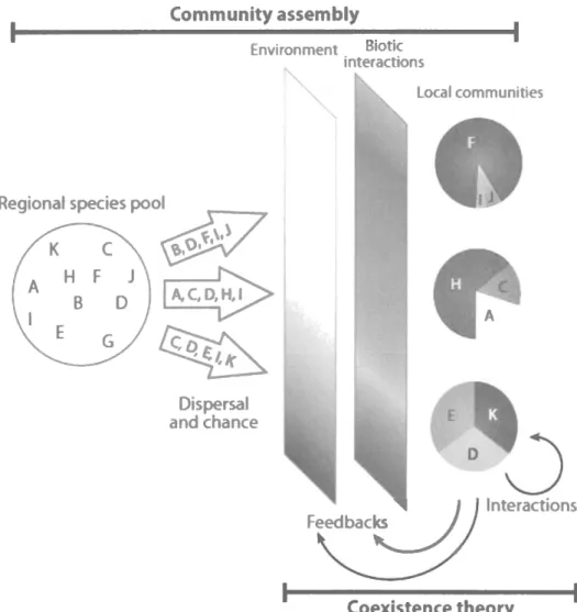 Figure  l:  Représentation  du  rôle  des  perturbations  dans l'assemblage  de  la  structure  des communautés  (tiré  de  HilleRislambers  et  al.,  2012)