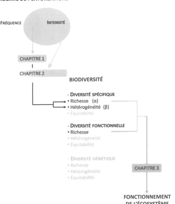 Figure  5  :  Schéma conceptuel  illustrant  la  chaine d'impacts entre  le  régime  des perturbations,  la  biodiversité et  le  fonctionnement  de  l'écosystème