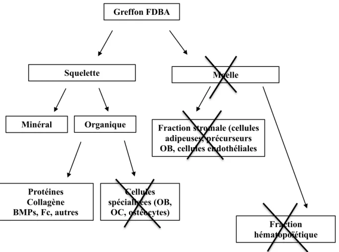 Figure 15 : Composition du greffon FDBA (Colombier et al. 2005b) 