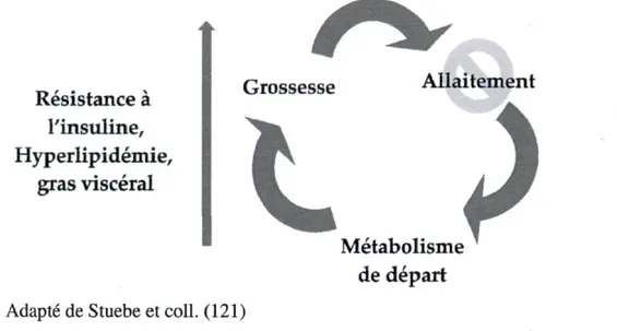 Figure 6 : Réinitialisation du métabolisme par l'allaitement après une grossesse 