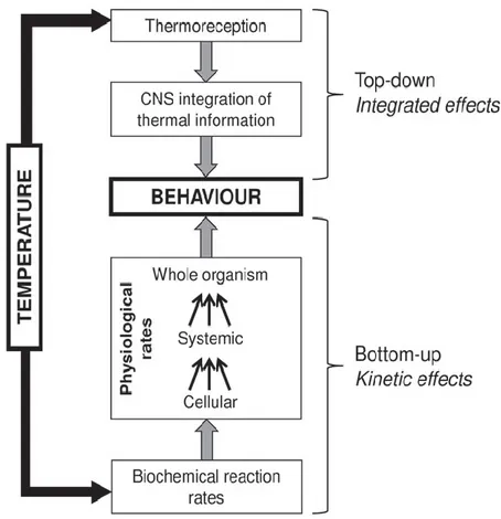 Figure  2-6:    Effets  kinétiques  et  intégrés  de  la  température  sur  le  comportement  d'un  ectotherme