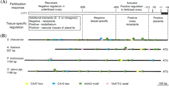 Figure 2-6. Putative cis-regulatory regions and elements in the NLE promoter. (A) Summary of the regulatory regions for ScNLE gene expression in the ovary 48 KAP as determined by promoter deletion analysis