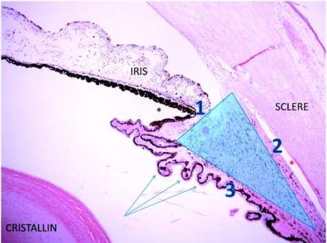 Figure 1. Coupe histologique du corps ciliaire d’après Glaucoma – Basic and clinical Aspects 5 Forme triangulaire : face antérieure (1), face externe (2), face postérieure (3)