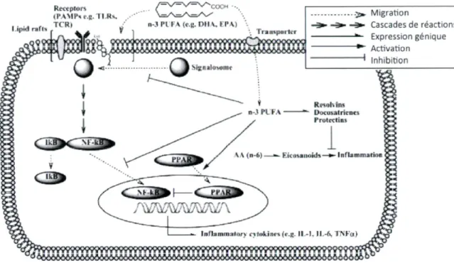 Figure 5. Mécanismes par lesquels les acides gras oméga-3 influencent la production de  molécules inflammatoires via l'activation des PPAR