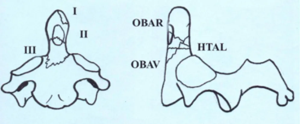 Figure 27 : Classification des fractures du processus odontoïde  Classification d’Anderson et D’Alonzo (1974) à gauche (28), 