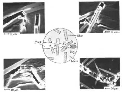 Figure 2.8 – Mécanismes d’endommagement des composites à fibres courtes [75] : (A) rupture de la fibre, (B) extraction ou arrachement de fibre, (C) décohésion fibre/matrice, (D) déformation plastique et fissuration de la matrice