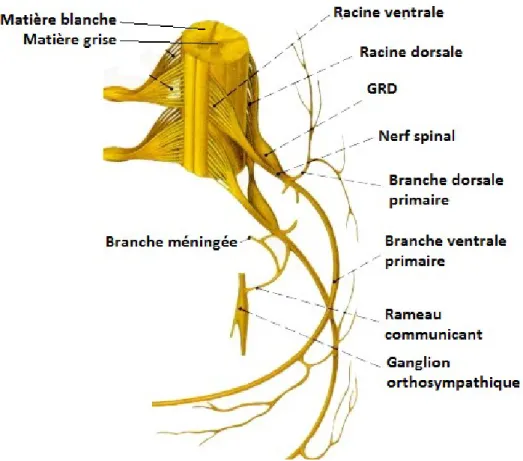 Fig. 1.1.1 - Schéma de la moelle épinière et des nerfs spinaux  Modifié à partir de http://www.corpshumain.ca/  