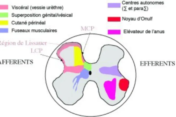 Figure  2 :  Localisation  des  terminaisons  des  voies  afférentes  au  niveau  de  la  moelle  et  des  centres médullaires : colonne intermédio-latérale pour le système autonome (sympathique et  parasympathique),  corne  ventrale  de  la  moelle  sacré