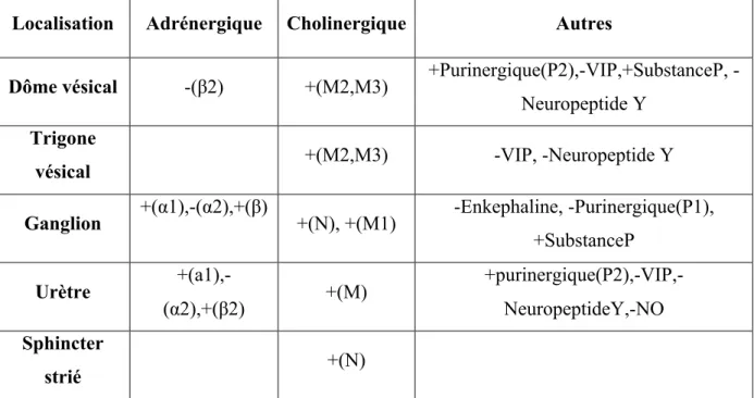 Tableau  1 :  Récepteurs  et  modulateurs  des  systèmes  Parasympathique  (PS)  et  Orthosympathique (OS) du bas de  l’appareil urinaire