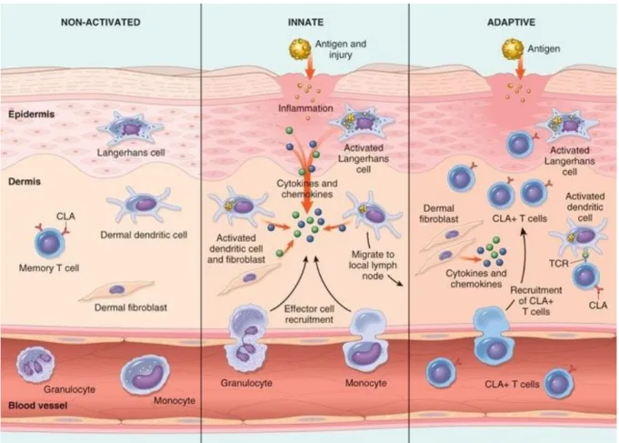 Figure 11 : Schématisation des réponses immunitaires innées et adaptatives en réponse à une infection HPV 