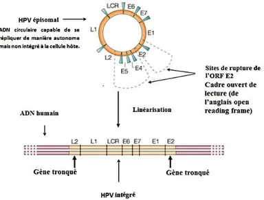 Figure 4 : Linéarisation du génome HPV et intégration au génome hôte 