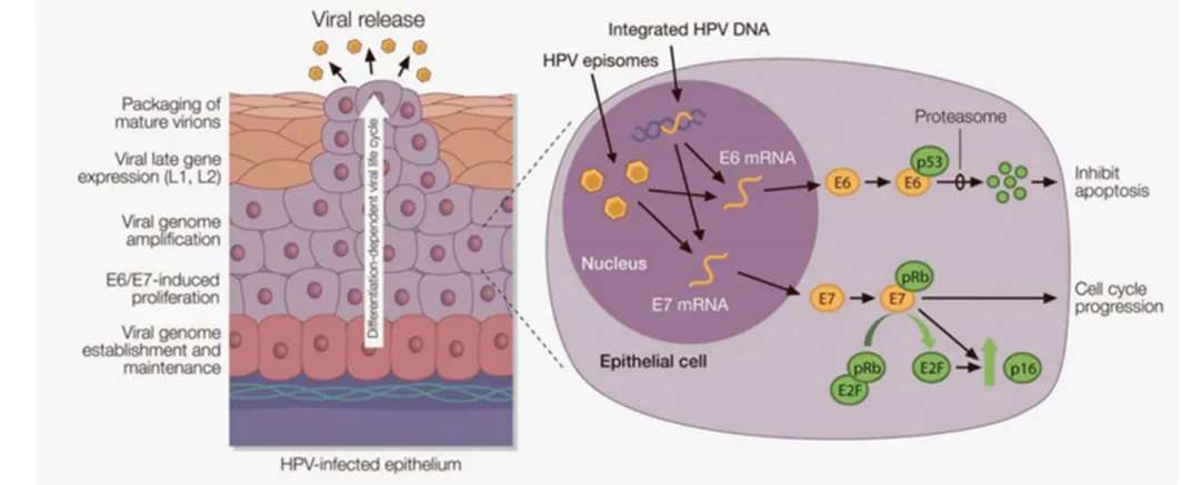 Figure 5 : Actions des protéines virales E6 et E7  5  (Andersen, Int  J. Cancer 2013)