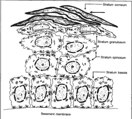 Figure 1.1 Représentation schématisée de la structure stratifiée de l’épiderme vivant.