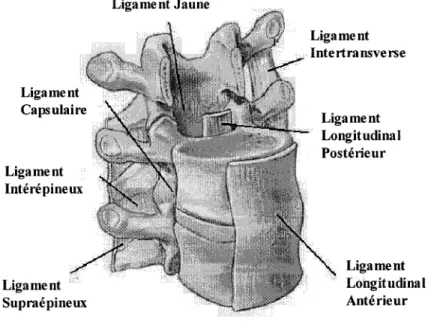 Figure 2  Unité fonctionnelle et ligaments (d'après spineuniverse.com) 