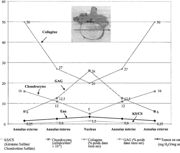 Figure 4  Composition du disque intervertébral (d'après Urban et al.,  1980) 