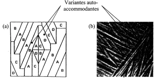 Figure 8  Représentation  de  variantes  auto-accommodantes  [3]  (a);  distribution  de  plaquettes de martensite pour un alliage CuZnA1 1  (b) 