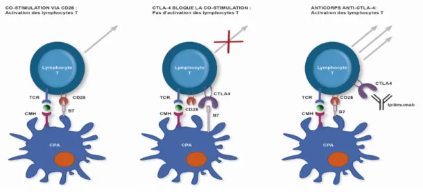Figure 4 : Immunothérapie anti-CTLA-4 