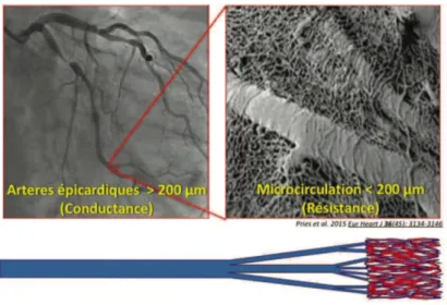Figure 2 : Illustration de la circulation et microcirculation myocardique 