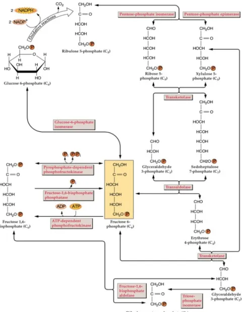 Figure 6. Pentose phosphate pathway. The details of the non-oxidative section (Dennis &amp; 