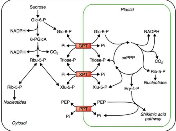 Figure 7. Exchange of metabolites between cytosol and plastid in PPP. The intermediates transfer  by Glc-6-P/phosphate translocator (GPT), xylulose 5- phosphate/phosphate translocator (XPT) and the  phosphoenolpyruvate/phosphate translocator (PPT) (Kruger 