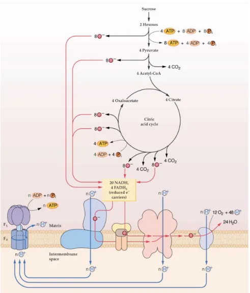 Figure 8. TCA cycle and mitochondrial electron transporter chain (Siedow &amp; Day 2000)