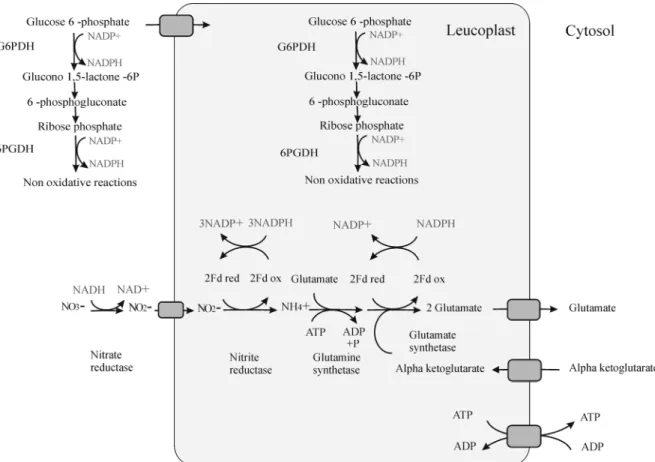 Figure 9. N assimilation in non-photosynthetic tissues .  This figure shows the production of reducing  equivalent for N assimilation by oxPPP in plastid and cytosol