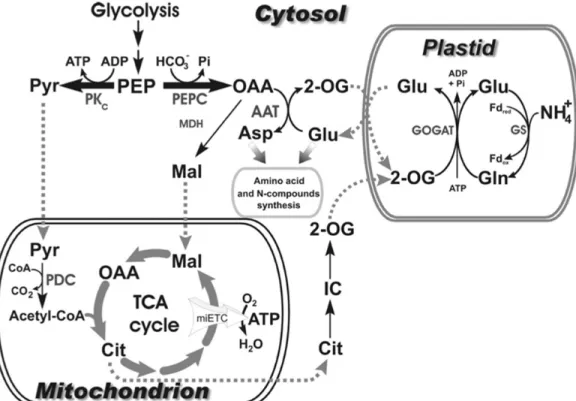 Figure 10. The connection between carbon and N metabolisms in plants between cytosol, plastid  and mitochondria (Plaxton &amp; Podestà 2006) 