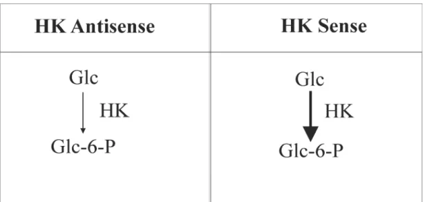 Figure 11. The phosphorylation of Glc by HK in sense and antisense HK potato roots (Claeyssen  et al 2012)
