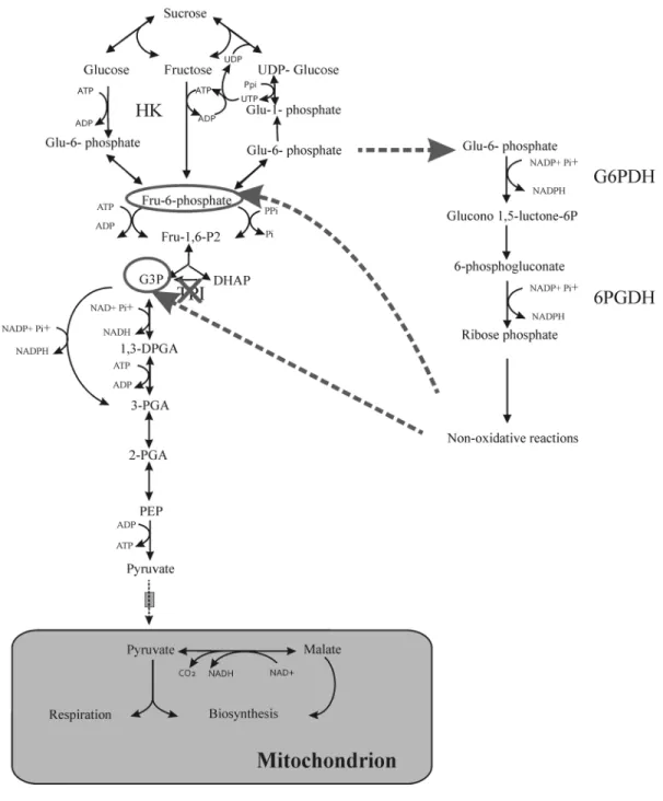 Figure 12. The bypass for C catabolism through PPP in transgenic roots with low cTPI. Scheme  of metabolic events occurring in roots containing low levels of cTPI, according to results from (Dorion  et al 2012)
