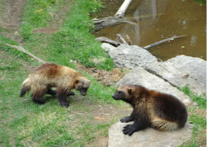 Figure  3.5:  couple  de  carcajou  (Gulo  gulo)  au  zoo  de  Saint-Félicien  (Crédit  photo  :  Saint- Saint-Félicien, Canada, Morgane Bonamy, 2016)