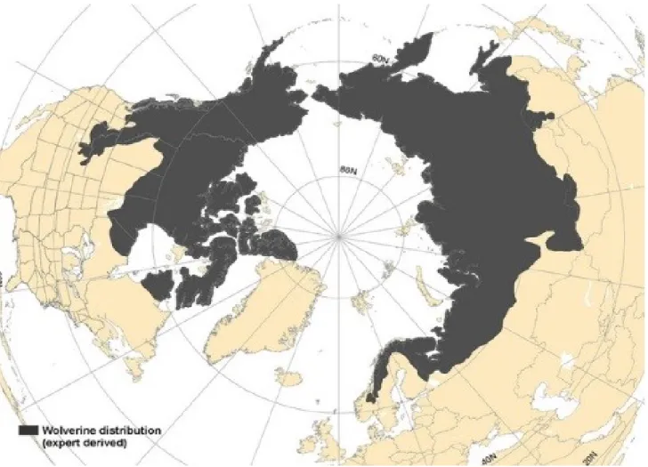 Figure  3.6:  Carte  de  la  répartition  mondiale  du  carcajou  en  2011  (Source  :  The  Wolverine  fundation inc, 2011 15 )