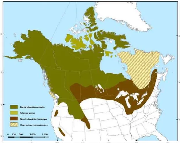 Figure  3.7:  Répartition  nord-américaine  du  Carcajou  en  2014  (Source  :  Environnement  Canada 16 )