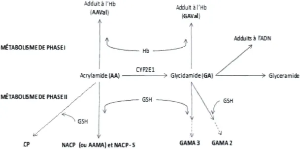 Figure 2. Biotransformation de l'acrylamide chez l'humain 