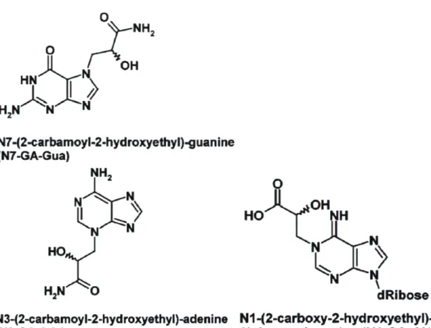 Figure 3. Structure des principaux adduits glycidamide-ADN  Tiré de Gamboa da Costa et al